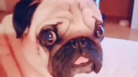 NEED A LAUGH? Watch This Funny Dogs & Cute Puppies Compilation Video!