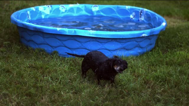 Perro se sacude agua a 2000 fotogramas por segundo