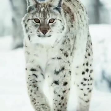 Face to face, so proud