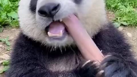 eating panda