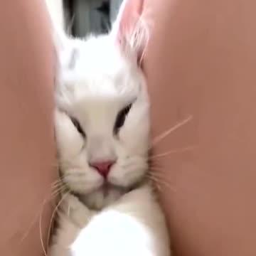 Cute cats must be wondering about life.