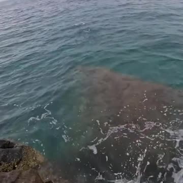 #CavyFishing #fishingsecretsnw