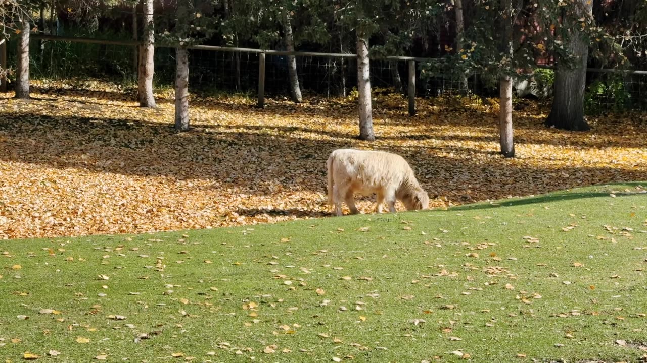 Este parque muestra como era canada hace 100 años