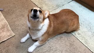 Corgi sings along to Barney's 'I Love You' theme song