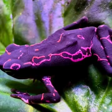 A purple frog