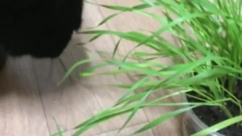 Black baby cat eating wheat