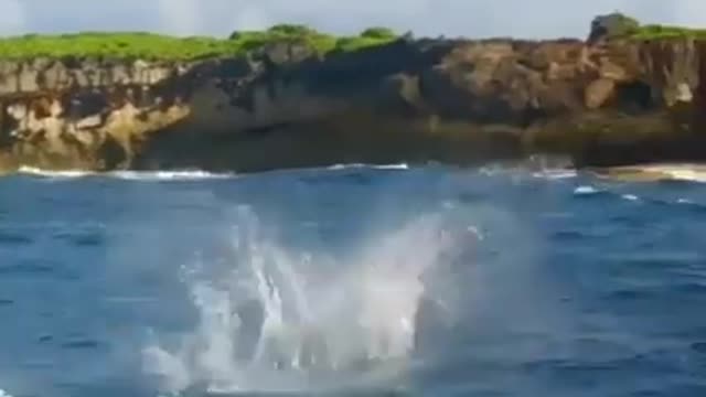 Flying dolphin fish in the sea beach