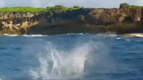 Flying dolphin fish in the sea beach