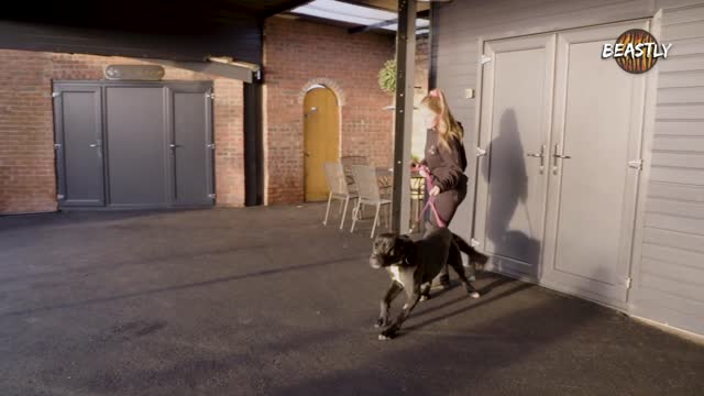 Say no to Intruders with Guard Dogs