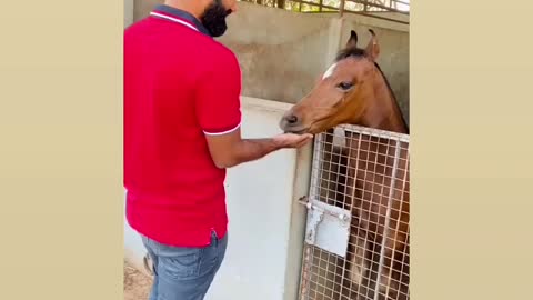 Horse eating