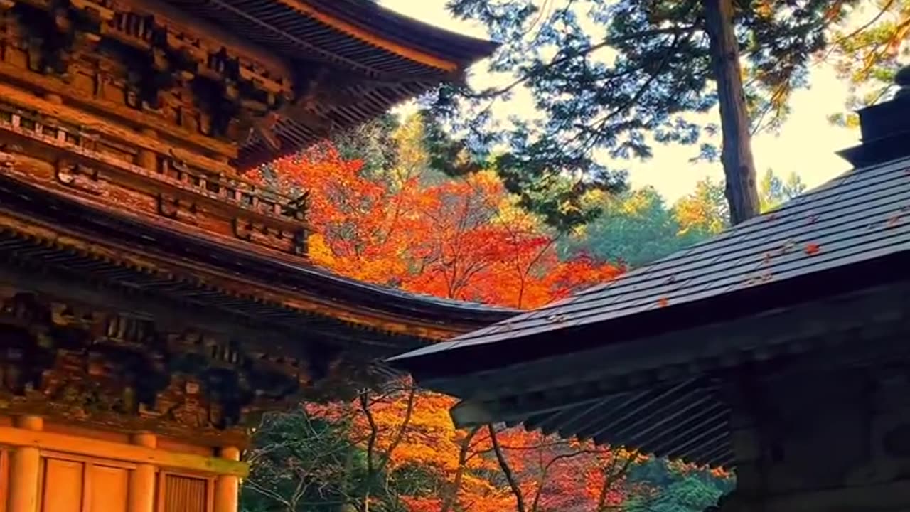 Japan vibes