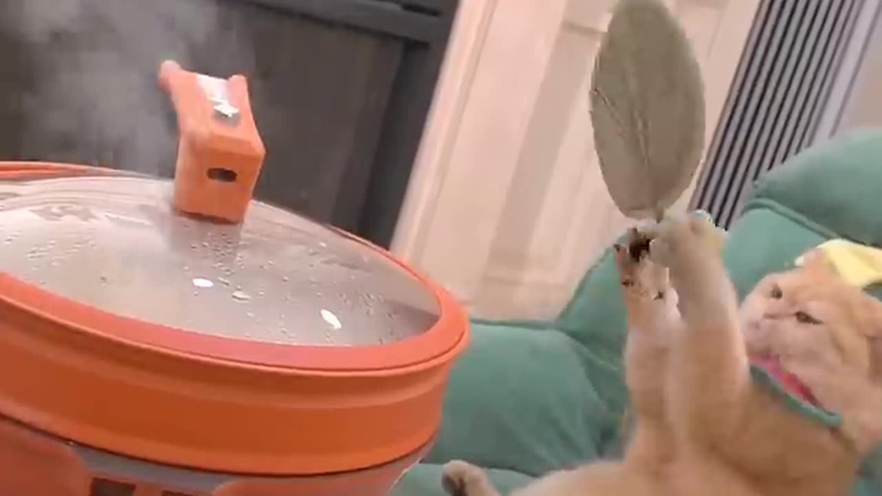 Cute cat 😺😺 funny video