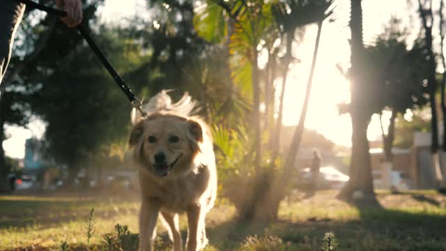 Dog walking with its owner in a park