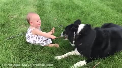 Dog play with kids is funny