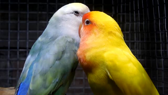 Lovebird Pair Pruning and Loving Each Other