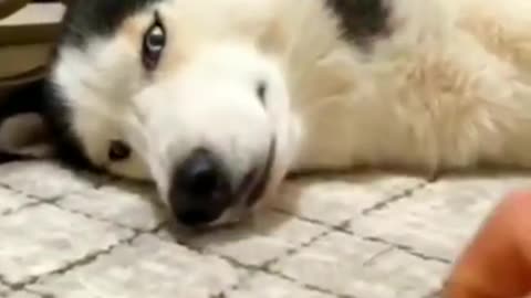 LAZY HUSKY FUNNY MOMENTS