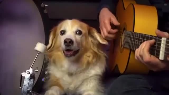 Beautiful talented dog