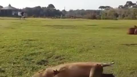 Cute little animals