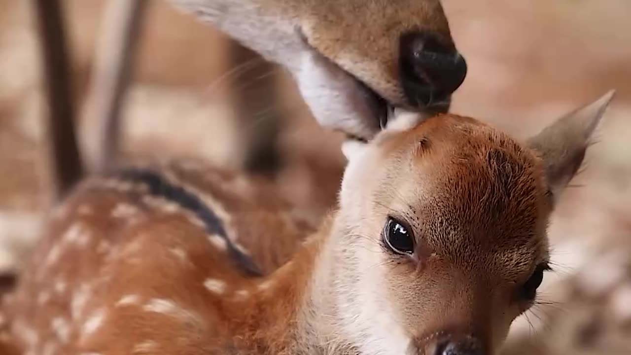 Wow beautiful mother deer love ever seen