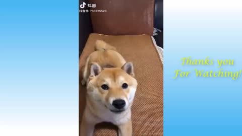 funny animial XD