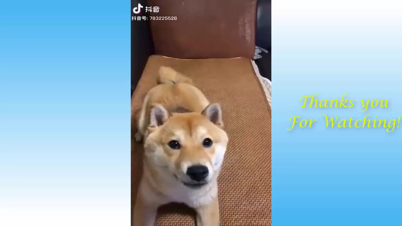 funny animial XD