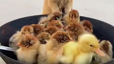 Puppy, Chick, Duck, Pig and Kitten