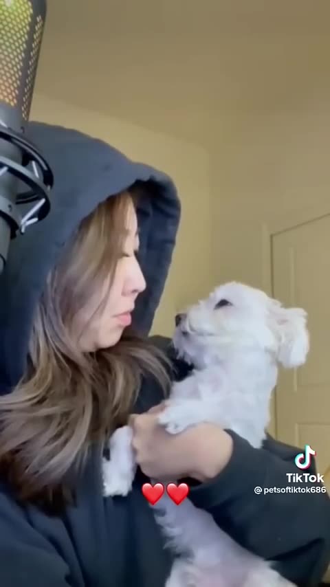 This is so freakin_ cute ---- _dogs _cute _cutedogs _shorts _