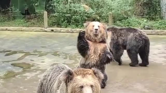 🐻 bear funny video #indian #funny #usa #malayalam