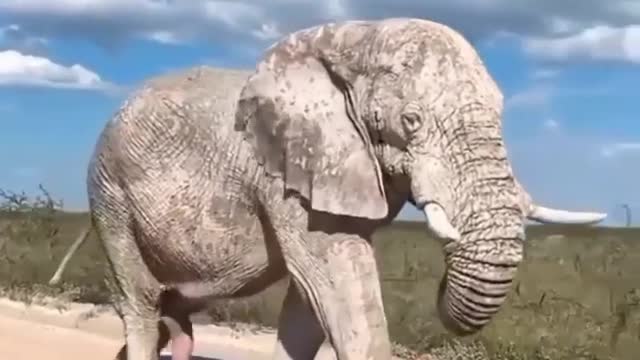 Elephants