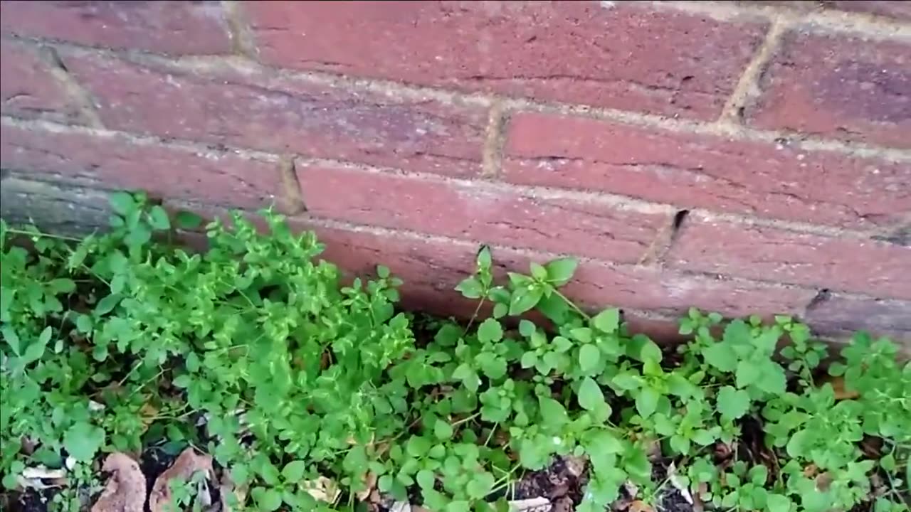 HERB VLOG - PETTY SPURGE