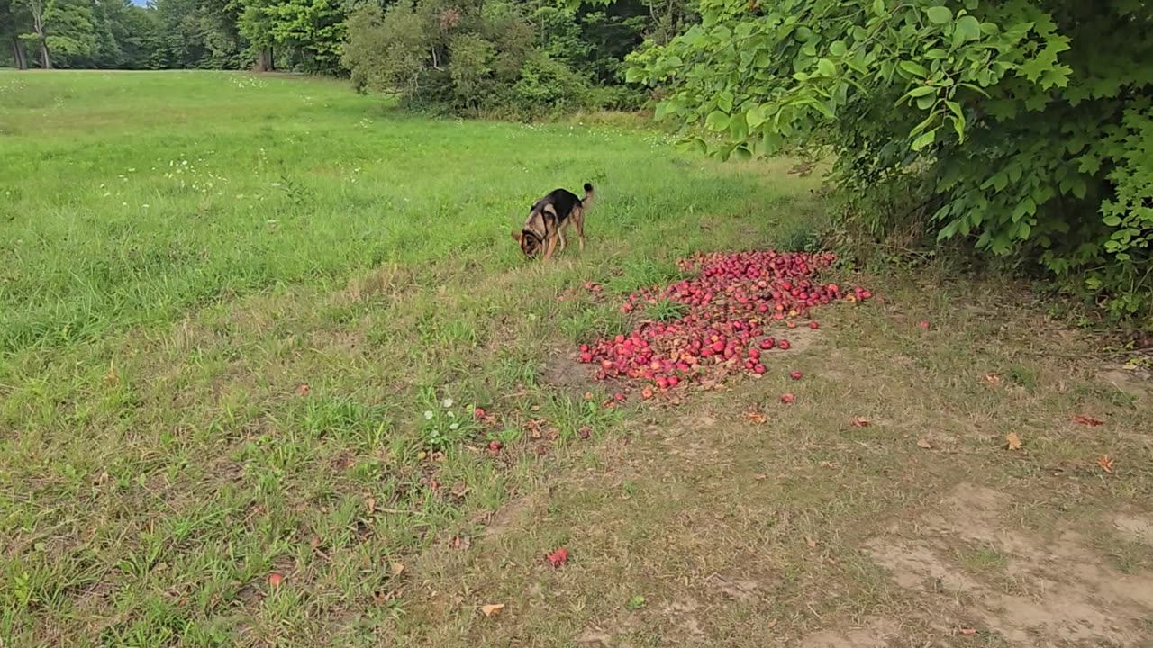 Virgil german shepherd.