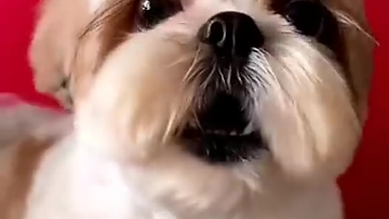 shihtzu Dog Barking ShihTzu barking