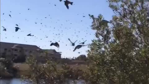 Huge Flock of Birds