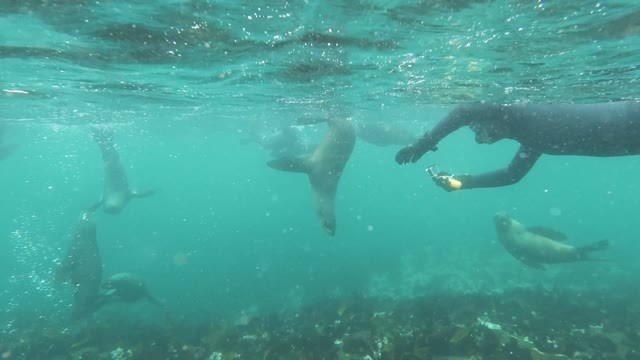 MAN SWIMMING IN THE SEA HALF SEA LION