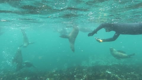 MAN SWIMMING IN THE SEA HALF SEA LION