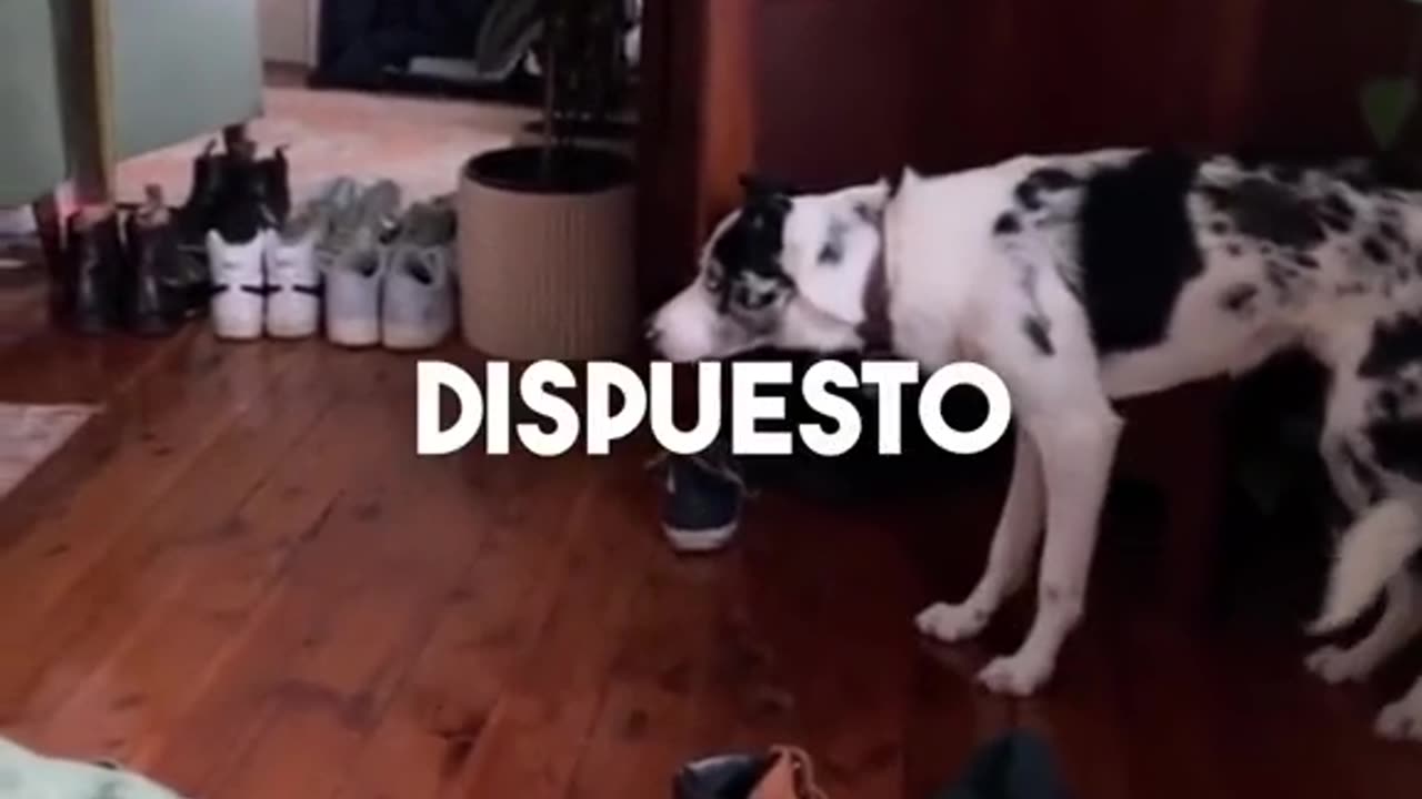 LOS PERROS DETECTAN ESPÍRITUS DEMONÍACOS PERO EL HUMANO NO LO VE