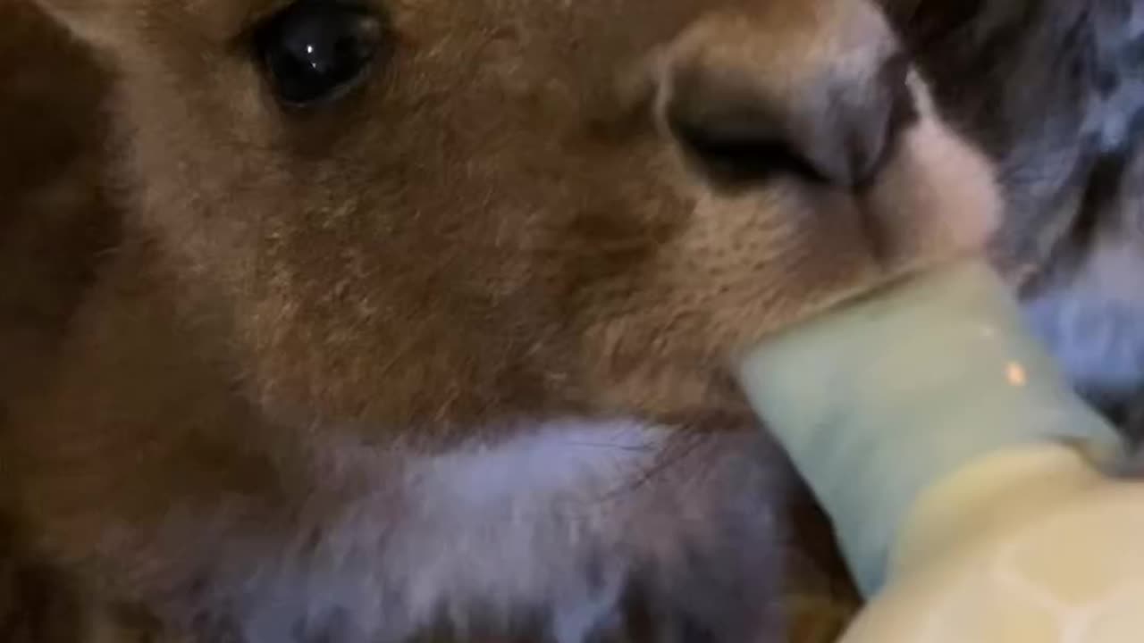 Baby kangaroos waiting to be fed 😊