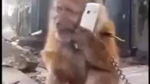 MONKEY AND PHONE FUNNY VIDEO