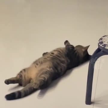 Funny Cats And Dogs Videos -- _4 - Best Funniest Animal Videos 2023 --(720P_HD)