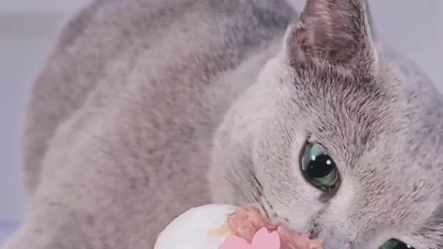 funny animals