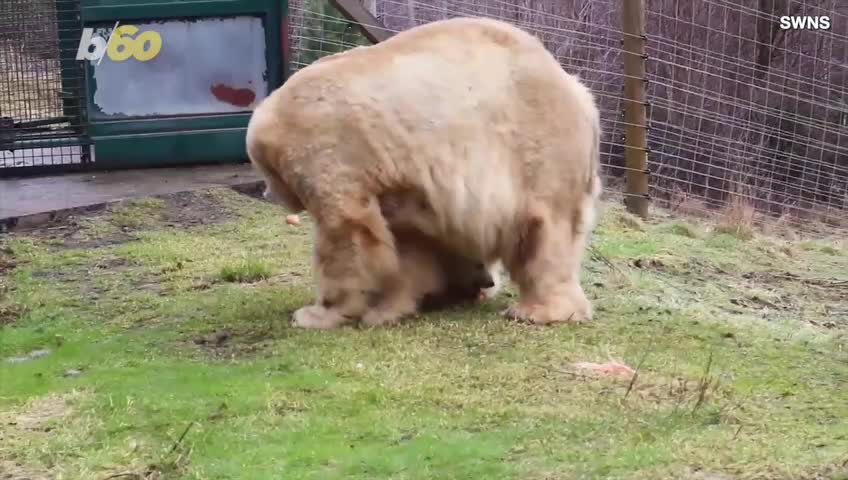 Baby Polar Bear Cub Is Finally Being Shown off for the First Time