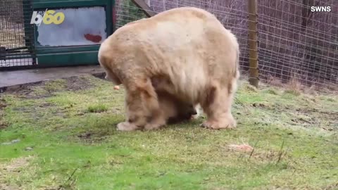 Baby Polar Bear Cub Is Finally Being Shown off for the First Time