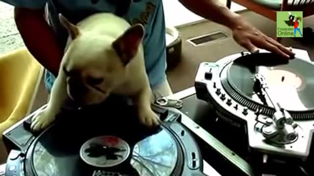 This puppy can be a good DJ