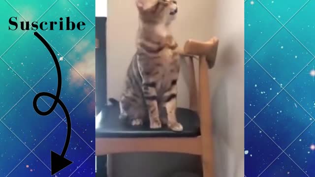 funny roaring cat