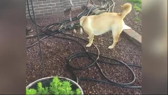Funny pets cats and dogs playing. dont be miser to laugh