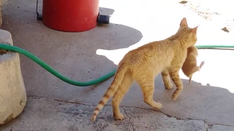 cat takes away his puppy