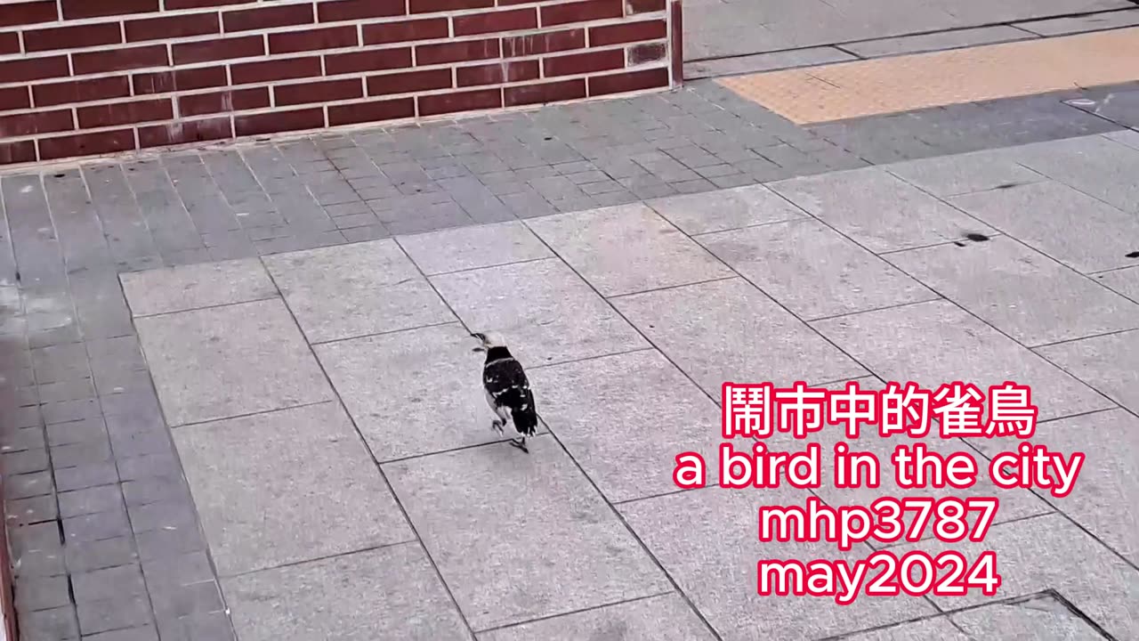 鬧市中的雀鳥 a bird in the city