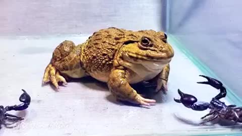 Bull frog with black scorpian