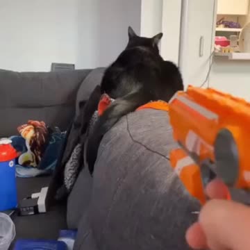 Cats are playing with