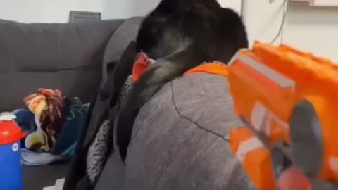 Cats are playing with